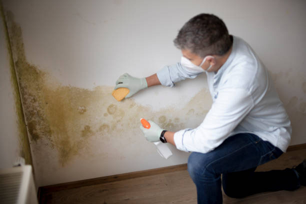 Best Mold Prevention Services  in Douglass, KS